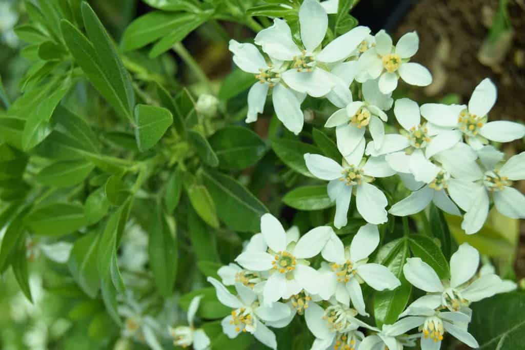 Choisya ternata 20-30 cm